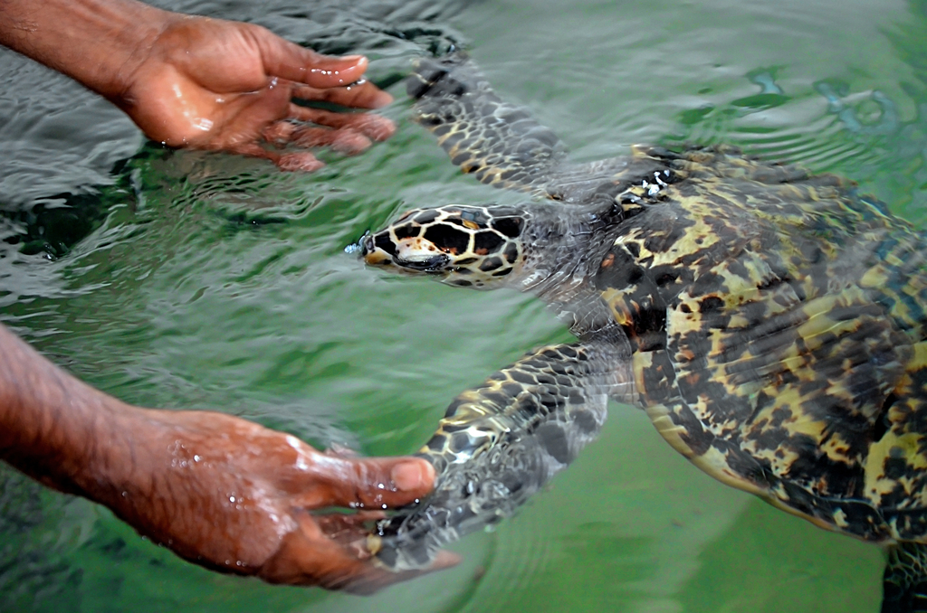 Sea Turtles Conservation 