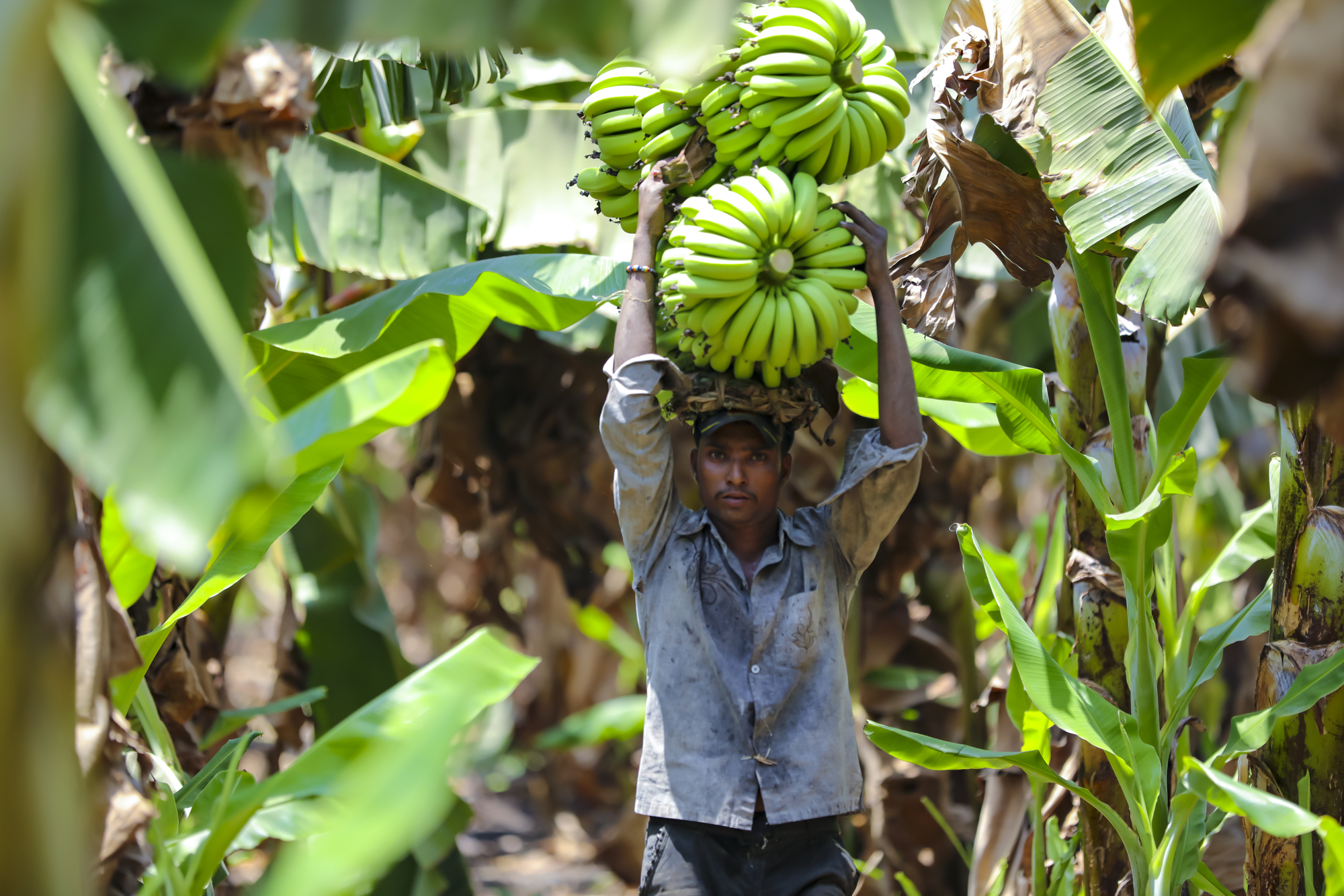 Jalgaon, India - May 25, 2017 : Farmer harvesting bumper banana crop.