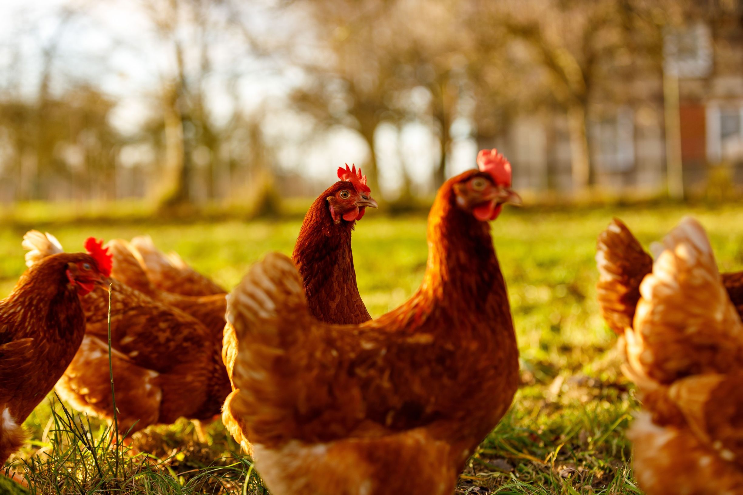 Free range organic chickens poultry in a country farm, germany